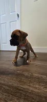 Mila, a female Boxer for sale in Barstow, CA – 1 of 5