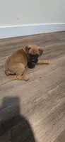 Mila, a female Boxer for sale in Barstow, CA – 2 of 5