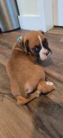 Cane, a male Boxer for sale in Barstow, CA – 5 of 7