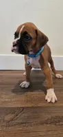 Cane, a male Boxer for sale in Barstow, CA – 6 of 7