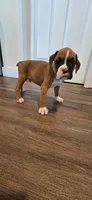 Cane, a male Boxer for sale in Barstow, CA – 4 of 7