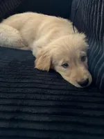 Maya, a female Golden Retriever for sale in Las Vegas, NV – 6 of 6