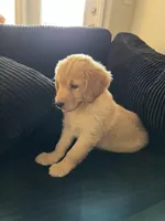 Maya, a female Golden Retriever for sale in Las Vegas, NV – 3 of 6