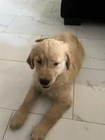 Maya, a female Golden Retriever for sale in Las Vegas, NV – 4 of 6