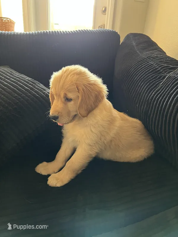Maya – Golden Retriever puppy for sale in Las Vegas, NV