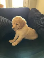 Maya, a female Golden Retriever for sale in Las Vegas, NV – 1 of 6