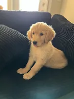 Maya, a female Golden Retriever for sale in Las Vegas, NV – 2 of 6