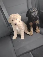 Sandy, a female Aussiedoodle for sale in West Wareham, MA – 4 of 6