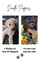 Sandy, a female Aussiedoodle for sale in West Wareham, MA – 2 of 6