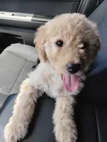 Sandy, a female Aussiedoodle for sale in West Wareham, MA – 5 of 6