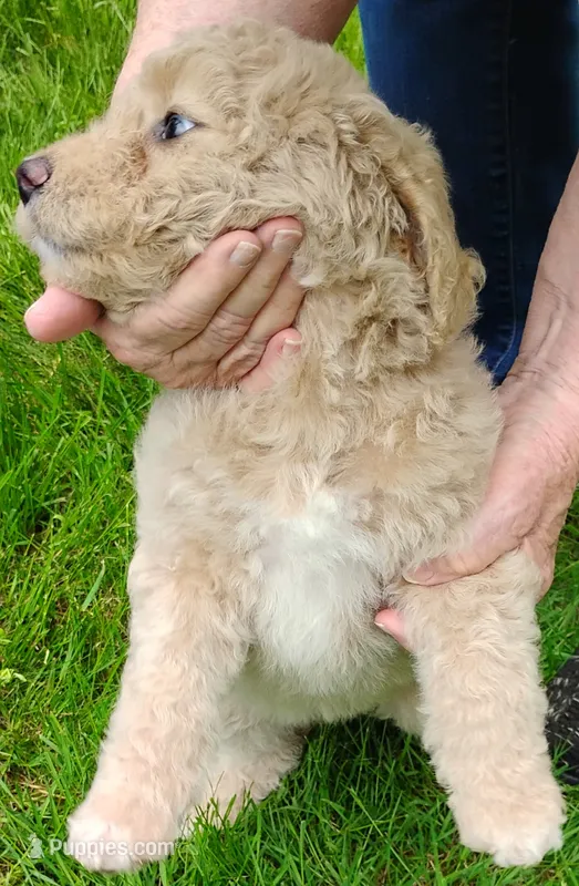 Sandy – Aussiedoodle puppy for sale in West Wareham, MA