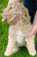 Sandy, a female Aussiedoodle for sale in West Wareham, MA – 1 of 6