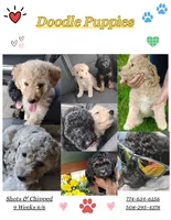 Sandy, a female Aussiedoodle for sale in West Wareham, MA – 3 of 6
