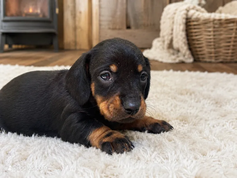 Santina  – Dachshund puppy for sale in Poplar Bluff, MO
