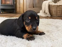 Santina , a female Dachshund for sale in Poplar Bluff, MO – 1 of 7