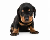 lana , a female Dachshund for sale in Poplar Bluff, MO – 2 of 8