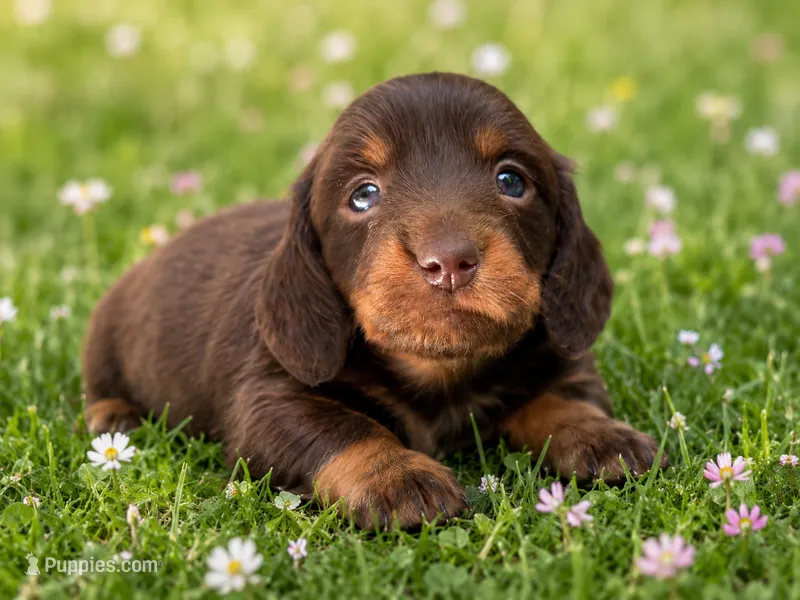 Jackly Doe  – Dachshund puppy for sale in Poplar Bluff, MO