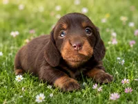 Jackly Doe , a female Dachshund for sale in Poplar Bluff, MO – 1 of 9