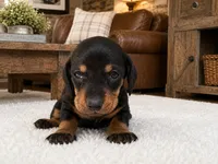 Larson, a male Dachshund for sale in Poplar Bluff, MO – 3 of 9