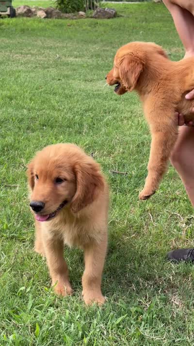 Peanut Butter, a female Goldendoodle for sale in Poplar Bluff, MO – 5 of 5