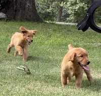 Peanut Butter, a female Goldendoodle for sale in Poplar Bluff, MO – 2 of 5
