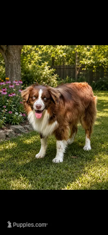 Kodak – Australian Shepherd puppy for sale in Poplar Bluff, MO