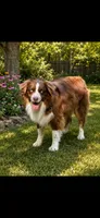 Kodak, a male Australian Shepherd for sale in Poplar Bluff, MO – 1 of 2