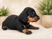 lana , a female Dachshund for sale in Poplar Bluff, MO – 5 of 8