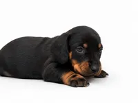 Santina , a female Dachshund for sale in Poplar Bluff, MO – 3 of 7