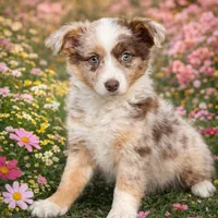 Lowlo , a female Australian Shepherd for sale in Poplar Bluff, MO – Photo 2 of 7