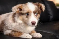 Lowlo , a female Australian Shepherd for sale in Poplar Bluff, MO – Photo 4 of 7