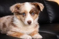 Lowlo , a female Australian Shepherd for sale in Poplar Bluff, MO – Photo 3 of 7