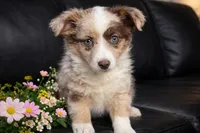 Lowlo , a female Australian Shepherd for sale in Poplar Bluff, MO – Photo 5 of 7