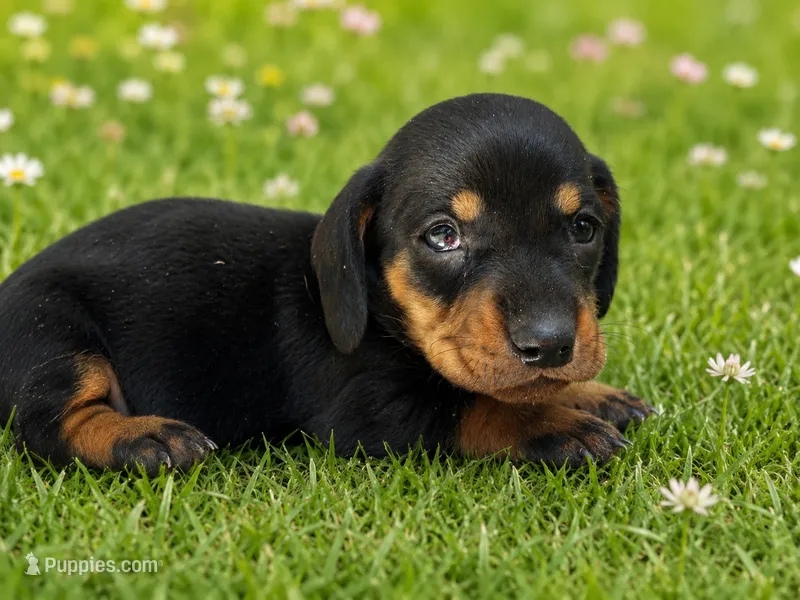 Larson – Dachshund puppy for sale in Poplar Bluff, MO