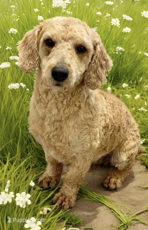 Tito – Poodle - Toy  puppy for sale in Poplar Bluff, MO