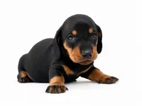 Larson, a male Dachshund for sale in Poplar Bluff, MO – 2 of 9