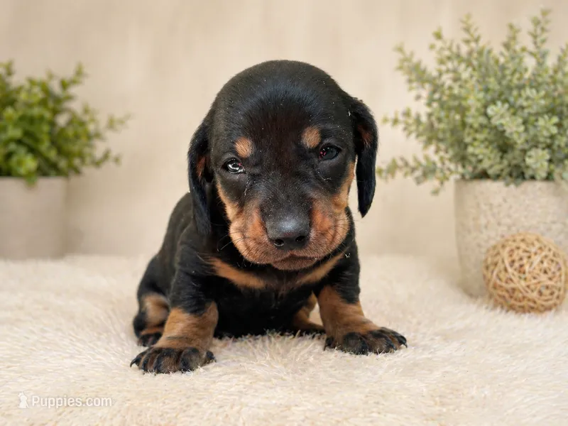 lana  – Dachshund puppy for sale in Poplar Bluff, MO