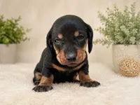 lana , a female Dachshund for sale in Poplar Bluff, MO – 1 of 8