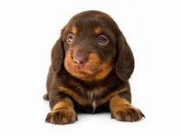Jackly Doe , a female Dachshund for sale in Poplar Bluff, MO – 8 of 9