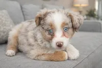 Alure, a female Australian Shepherd for sale in Poplar Bluff, MO – Photo 2 of 5