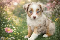 Alure, a female Australian Shepherd for sale in Poplar Bluff, MO – Photo 1 of 5