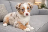 Alure, a female Australian Shepherd for sale in Poplar Bluff, MO – Photo 5 of 5