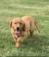 Peanut Butter, a female Goldendoodle for sale in Poplar Bluff, MO – 1 of 5