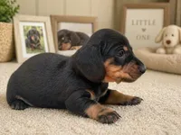 Raliegh , a female Dachshund for sale in Poplar Bluff, MO – 3 of 6