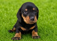 Larson, a male Dachshund for sale in Poplar Bluff, MO – 4 of 9