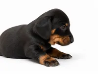 Santina , a female Dachshund for sale in Poplar Bluff, MO – 5 of 7