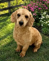 Tito, a male Poodle - Toy  for sale in Poplar Bluff, MO – 1 of 2