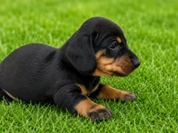 Larson, a male Dachshund for sale in Poplar Bluff, MO – 9 of 9