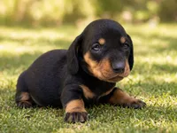 lana , a female Dachshund for sale in Poplar Bluff, MO – 6 of 8