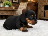 Larson, a male Dachshund for sale in Poplar Bluff, MO – 5 of 9